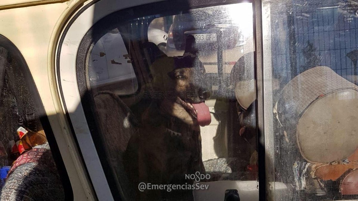 EmergenciasSev's tweet photo. Policía Local denuncia al propietario de una 🐶perra por dejarla encerrada en el interior de un vehículo, estacionado al sol, en c/ Baltasar Gracián #Sevillahoy, mientras celebraba una comida familiar.
🤦‍♂️A pesar de todo, los familiares increparon a los agentes por la actuación. https://t.co/5d1RPGcf0r