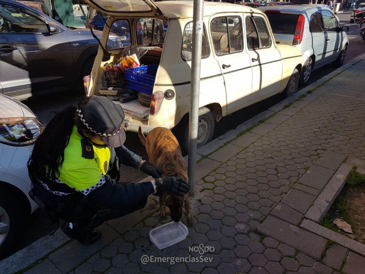 EmergenciasSev's tweet photo. Policía Local denuncia al propietario de una 🐶perra por dejarla encerrada en el interior de un vehículo, estacionado al sol, en c/ Baltasar Gracián #Sevillahoy, mientras celebraba una comida familiar.
🤦‍♂️A pesar de todo, los familiares increparon a los agentes por la actuación. https://t.co/5d1RPGcf0r
