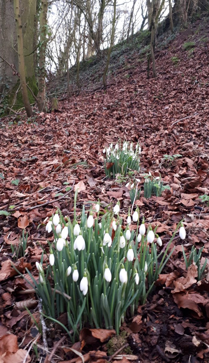 Snowdrops, Moat of Ardscull, Kilmead, Co.Kildare. #wildflowerhour