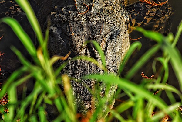adubspreview's tweet photo. New artwork for sale! - "Alligator" - https://t.co/vt1hJdAiaA @fineartamerica https://t.co/GyGY5mFaI3