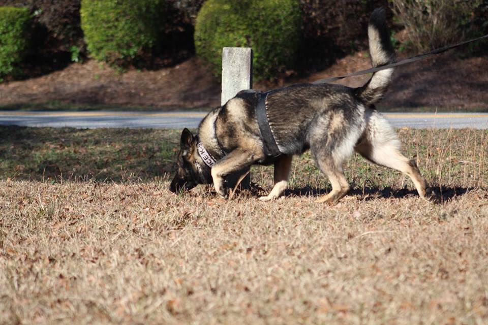 “We herd sheep, we drive cattle, we lead people. Lead me, follow me or get out of my way.” ~George S. Patton 
Nose down, tail up, I’m gonna  follow. #gsd #k9 #workingdog #tracking #trailing #manhunter #k9leadstheway #ctbh #coastalpsaclub #k9apart