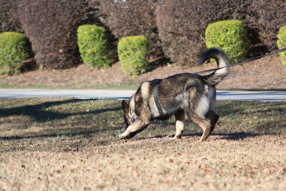 K9Apart's tweet photo. “We herd sheep, we drive cattle, we lead people. Lead me, follow me or get out of my way.” ~George S. Patton
Nose down, tail up, I’m gonna follow. #gsd #k9 #workingdog #tracking #trailing #manhunter #k9leadstheway #ctbh #coastalpsaclub #k9apart https://t.co/jvjdvkfNg3