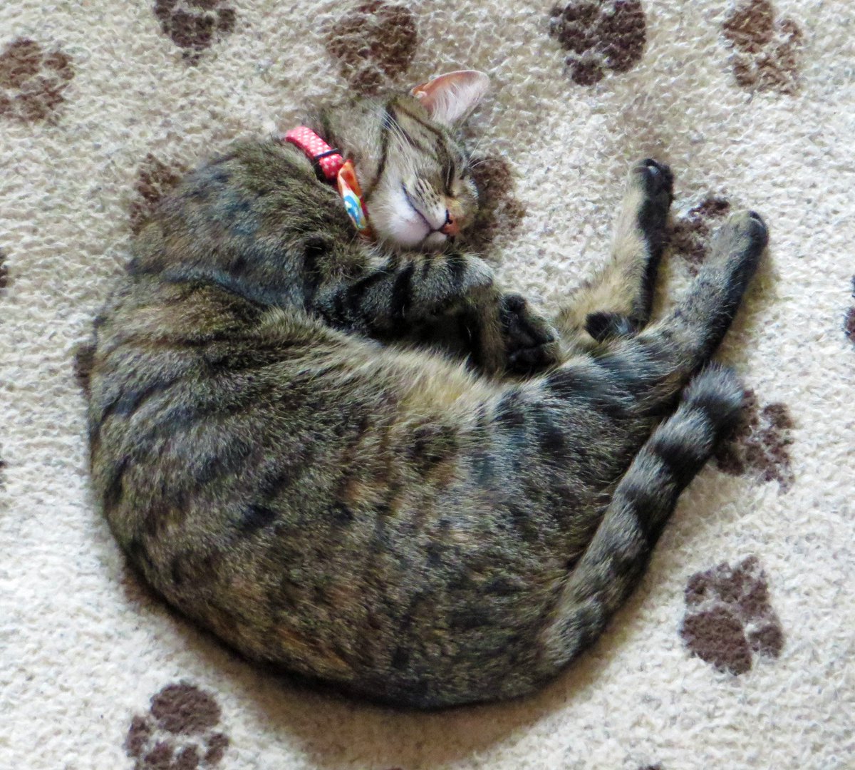 nesjloch's tweet image. Pawaves everyone' Lily is doing her #kittyloafmonday pose as a #BreadRoll. We are thinking of our pals who are sad and those who are ill #cancersucks #petcancer #Healingpurrs @washynetty @SimonBallTweets @KhanCats @JaxAcrocat @MariaPulk @Cat_MarsEchelon @PatchesSeesAll 🙏😻😽😽