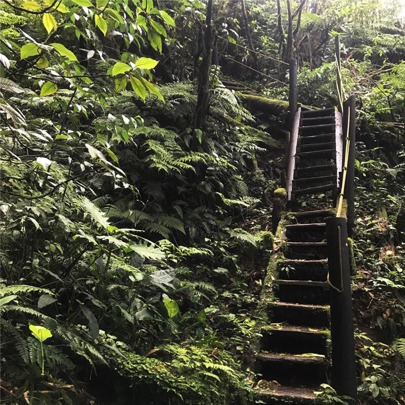HotelPlazaColon's tweet photo. Mombacho Volcano Nature Reserve, located to the south of the city of Granada and the Islets of Granada. The beauty of its landscapes and the richness of its flora and fauna make this place a unique place 💛🍃
#Granada #Nicaragua #Sustainability #ExperienceHPC https://t.co/tKkGJjrwy5