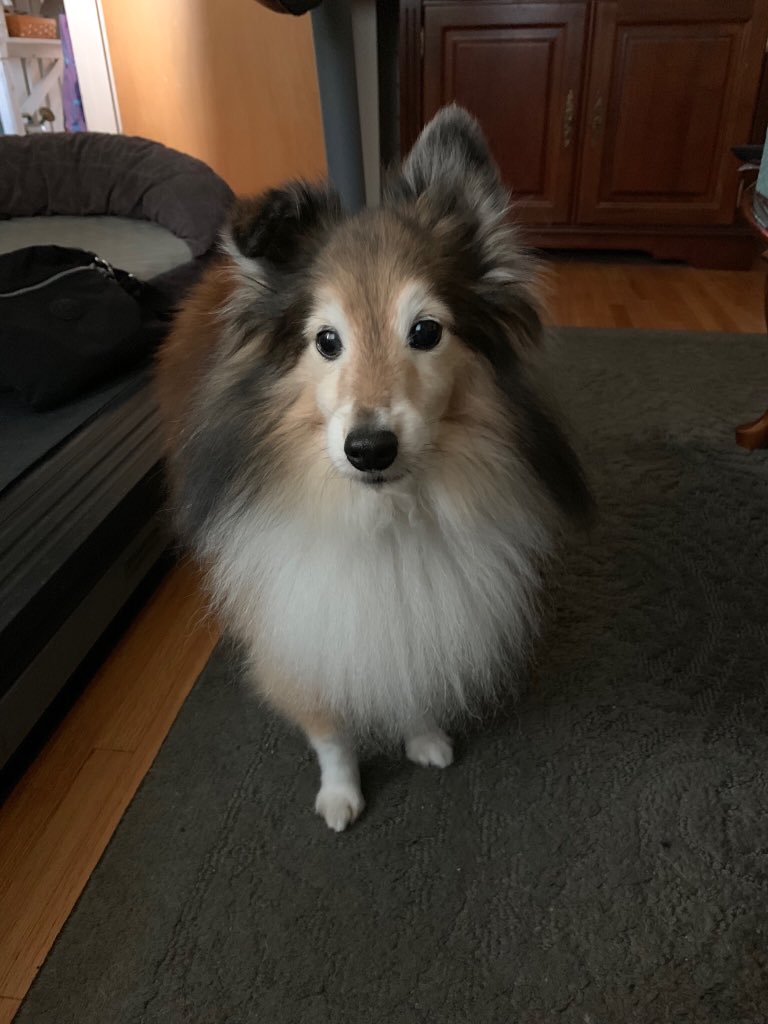 WylieSheltie tweet picture