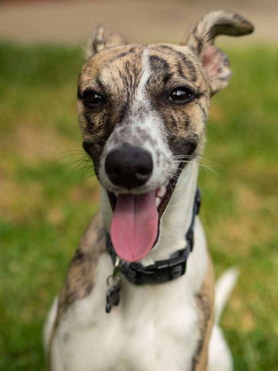 JCookImages's tweet image. Gizmo working it in front of the camera. @getolympus E-P3