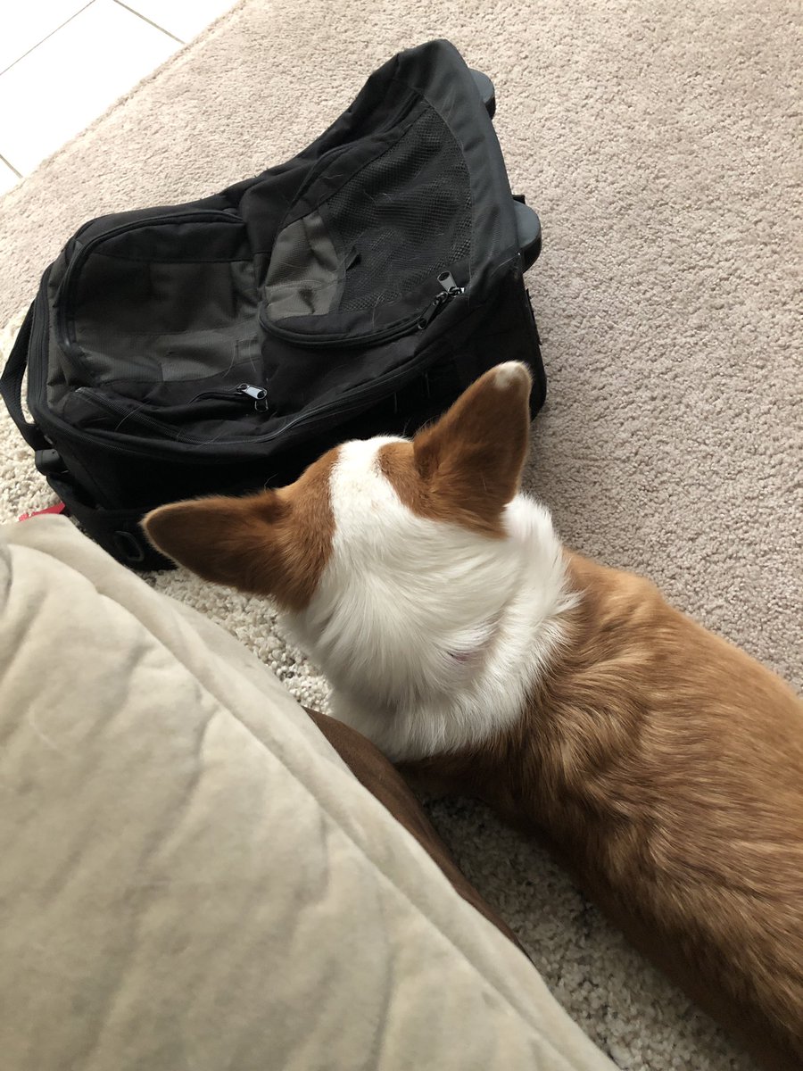 takithecorgi's tweet image. WHATS IN THE BAG?? #corgi #corgis #corgisofinstagram