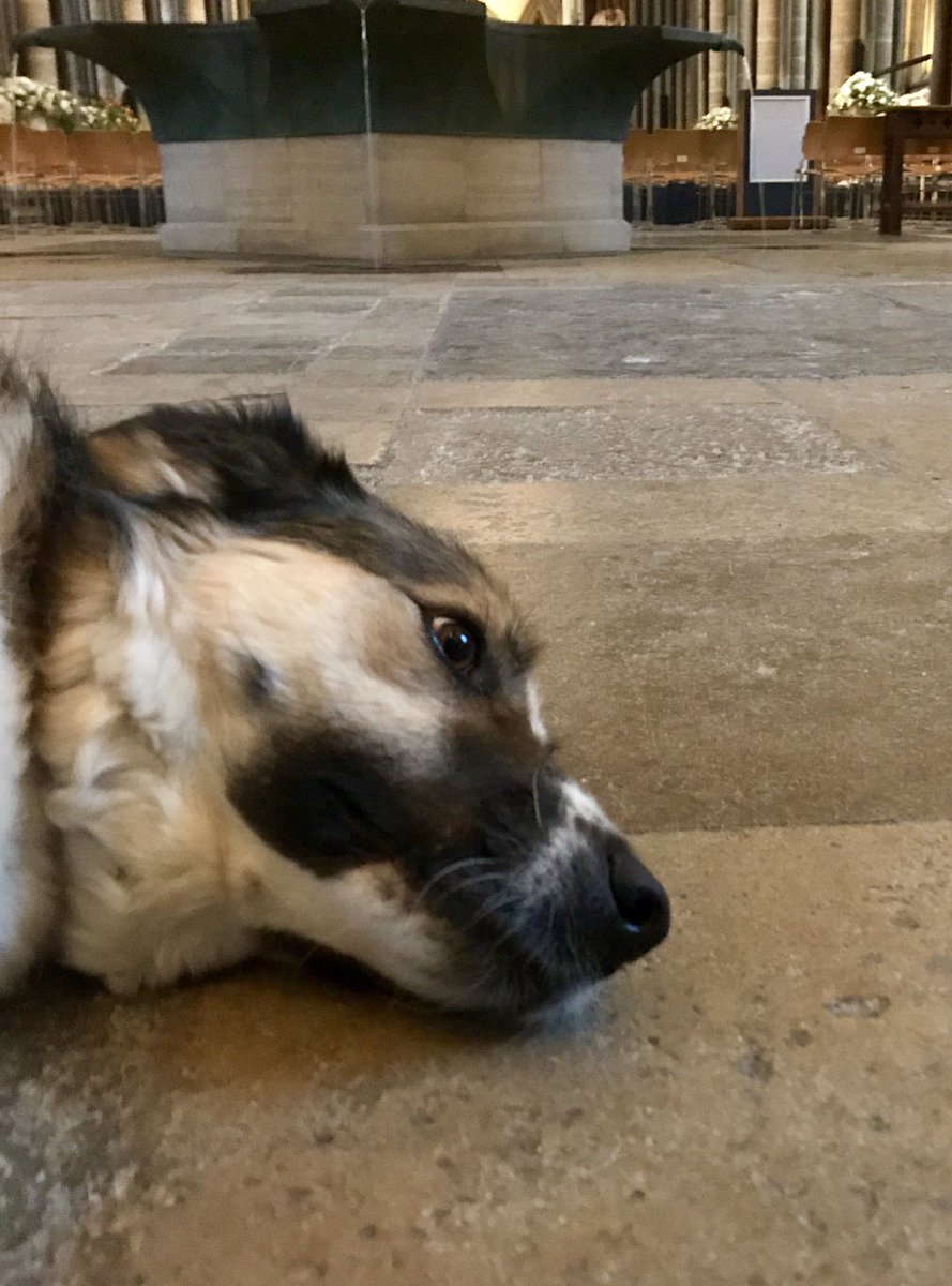 TheDavidCoram's tweet photo. Dogs like heated floors, I discover https://t.co/V0tJ1oVqvI