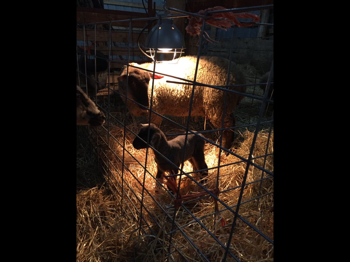 ScottJBester's tweet photo. Maternity ward is filling up!! #sheep2019. Little beauties :) https://t.co/BCi3y9dtAS
