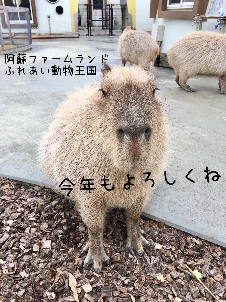 阿蘇ファームランド ふれあい動物王国 Asomanabi Twitter 阿蘇ファームランド ふれあい動物王国 Asomanabi Twitter