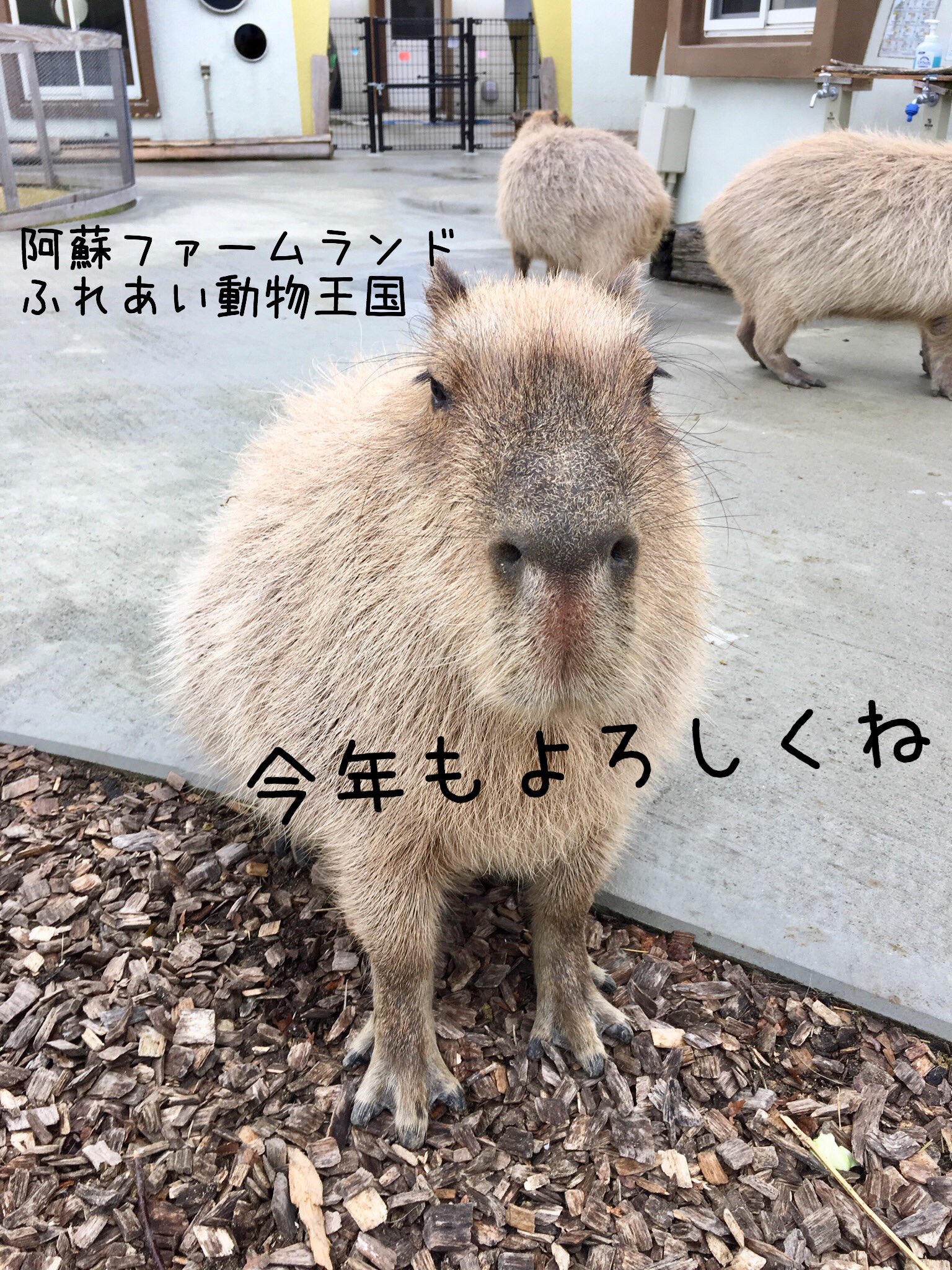 阿蘇ファームランド ふれあい動物王国 Asomanabi Twitter