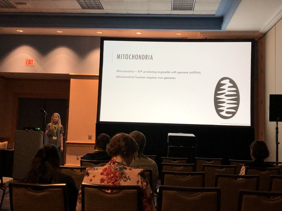 DK_Dowling's tweet image. @rcvaught giving an intriguing talk, demonstrating that lifespan is affected by interactions between mitochondrial DNA and X chromosome genes, at #SICB2019 

#DowlingLab #MonashEvolution