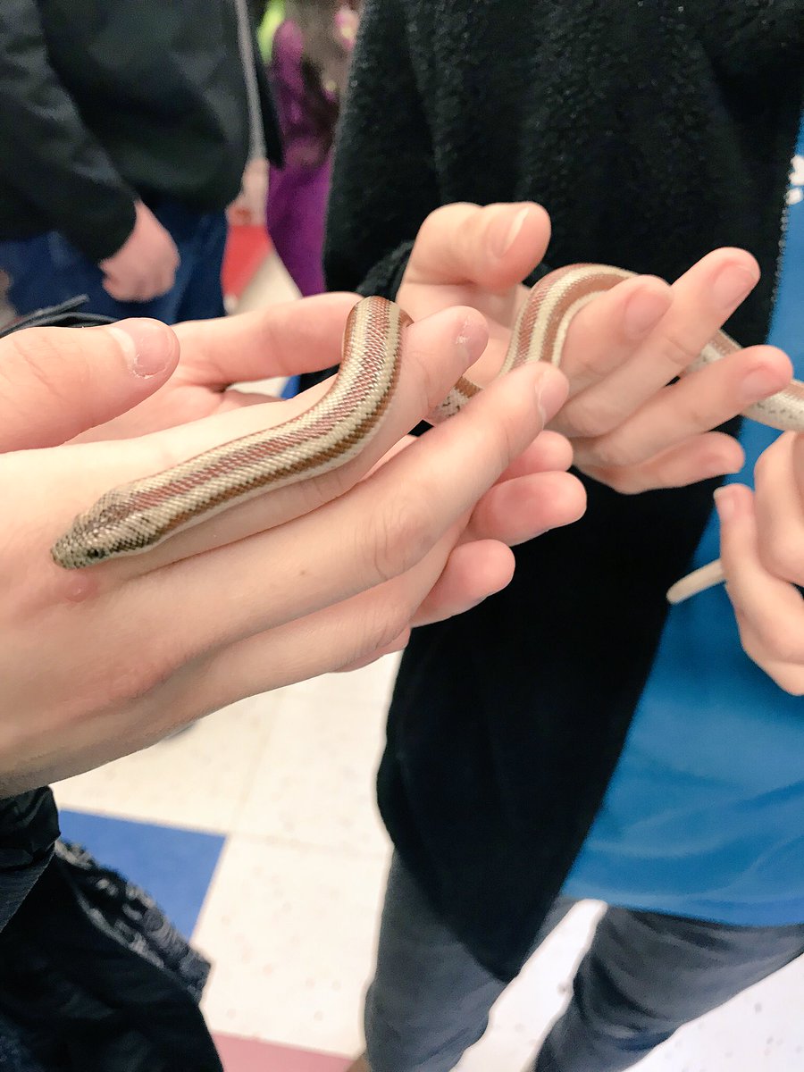Aestas 今天接了一条rosy Boa 可能应该翻译成玫瑰蟒 觉得条纹颜色很像院长的瞳色和发色 所以就叫它夏尔了 而且脾气特别特别温顺随便蹂躏都没问题 似乎性格也很符合呢x Aestas 今天接了一条rosy Boa 可能应该翻译成玫瑰蟒 觉得条纹颜色很像院长的瞳色和发色 所以就叫它夏尔了 而且脾气特别特别温顺随便蹂躏都没问题 似乎性格也很符合呢x
