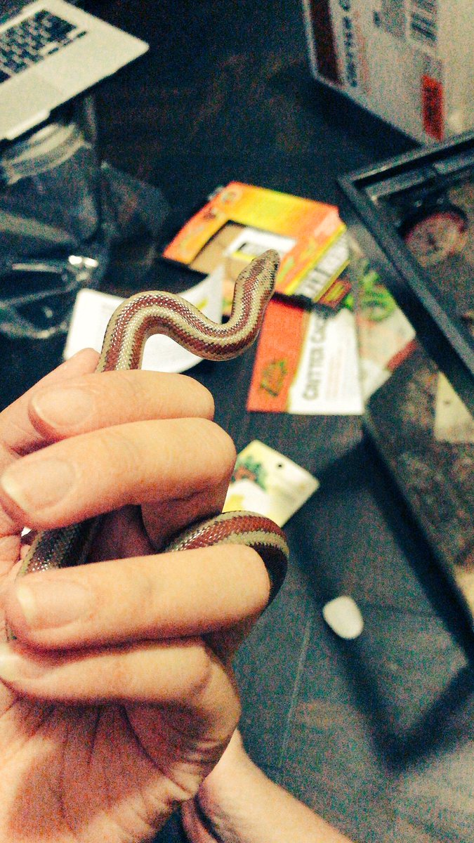 Aestas 今天接了一条rosy Boa 可能应该翻译成玫瑰蟒 觉得条纹颜色很像院长的瞳色和发色 所以就叫它夏尔了 而且脾气特别特别温顺随便蹂躏都没问题 似乎性格也很符合呢x Aestas 今天接了一条rosy Boa 可能应该翻译成玫瑰蟒 觉得条纹颜色很像院长的瞳色和发色 所以就叫它夏尔了 而且脾气特别特别温顺随便蹂躏都没问题 似乎性格也很符合呢x