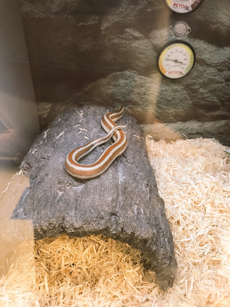 Aestas 今天接了一条rosy Boa 可能应该翻译成玫瑰蟒 觉得条纹颜色很像院长的瞳色和发色 所以就叫它夏尔了 而且脾气特别特别温顺随便蹂躏都没问题 似乎性格也很符合呢x Aestas 今天接了一条rosy Boa 可能应该翻译成玫瑰蟒 觉得条纹颜色很像院长的瞳色和发色 所以就叫它夏尔了 而且脾气特别特别温顺随便蹂躏都没问题 似乎性格也很符合呢x