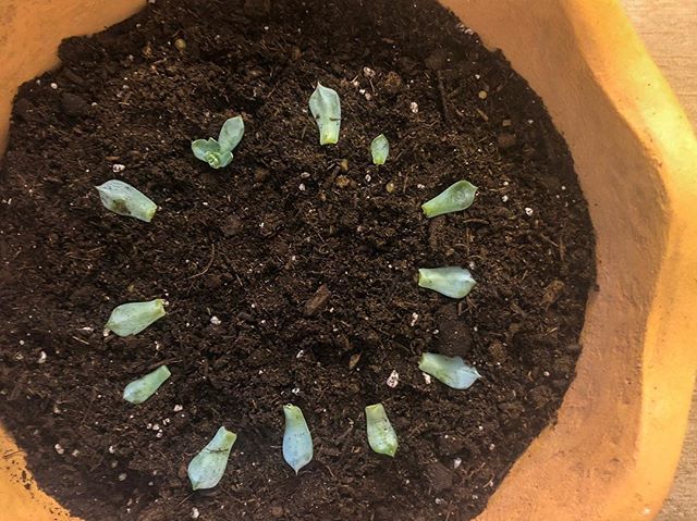 I moves these little guys so that they’re now laying on top of some cactus soil (instead of in a plastic tray). Hopefully I’ll see some roots and growth soon!! 🌱🤞🏻 #succulents #propagation #propagatingsucculents #succulentsofinstagram #indoorgardenin… bit.ly/2Fix4Qj