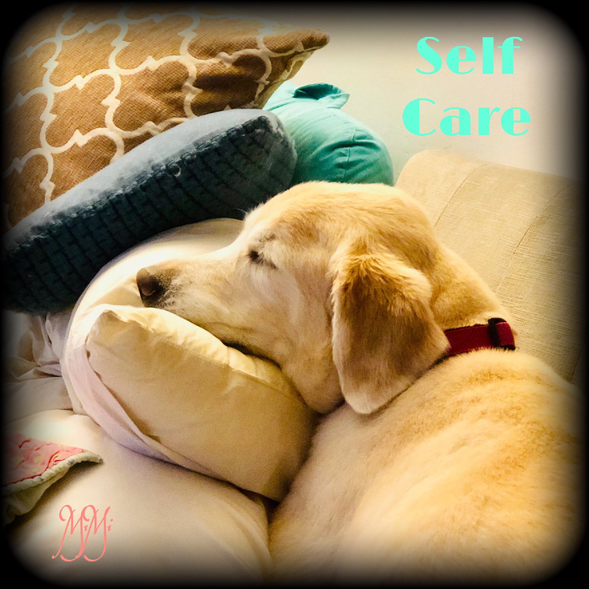 Back2backPT's tweet photo. #Nirvana
#doggiedaydreams
#goldenstateofmind
Now we need to take note
Of my #goldenretrievers ability
For #selfcare
#Cappuccino has no difficulty
In finding her #comfortspot
#fillyourcupfirst #chroniclife #arthritis #warriors #spoonies
@Back2backPT
https://t.co/0vSjruvCbF https://t.co/m29TZKmiua