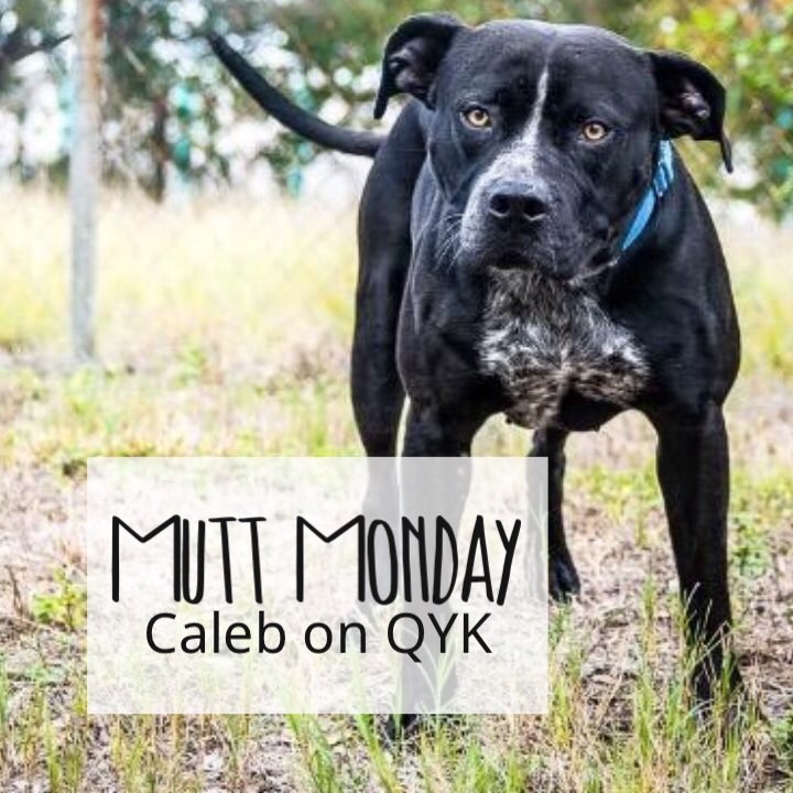 PetPalStPete's tweet photo. Guess what’s back? 🐶
MUTT MONDAY on @MarcJasonTweets @995QYK at 8:20am with adoptable dog Caleb! #monday 
 #muttmonday #adopt #qyk https://t.co/3OvErY90Yq