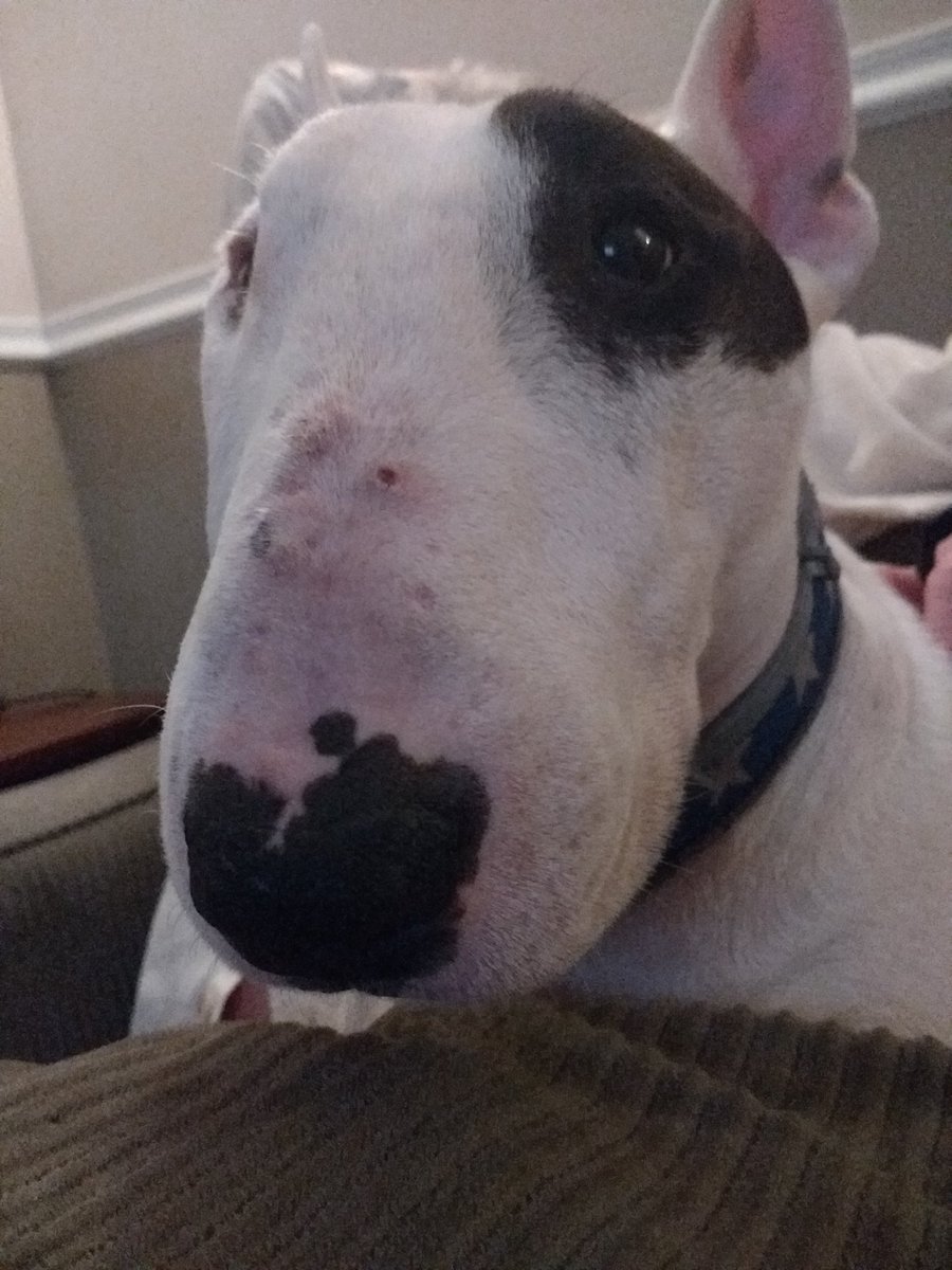 Rex The Tv Terrier On Twitter New Shows Tonight Friendedme Madamsecretary And Super Excited For Raydonovan If You Re Interested Goldenglobes2019 Are Too Https T Co 1szijjxwjj Tonight Friendedme Madamsecretary