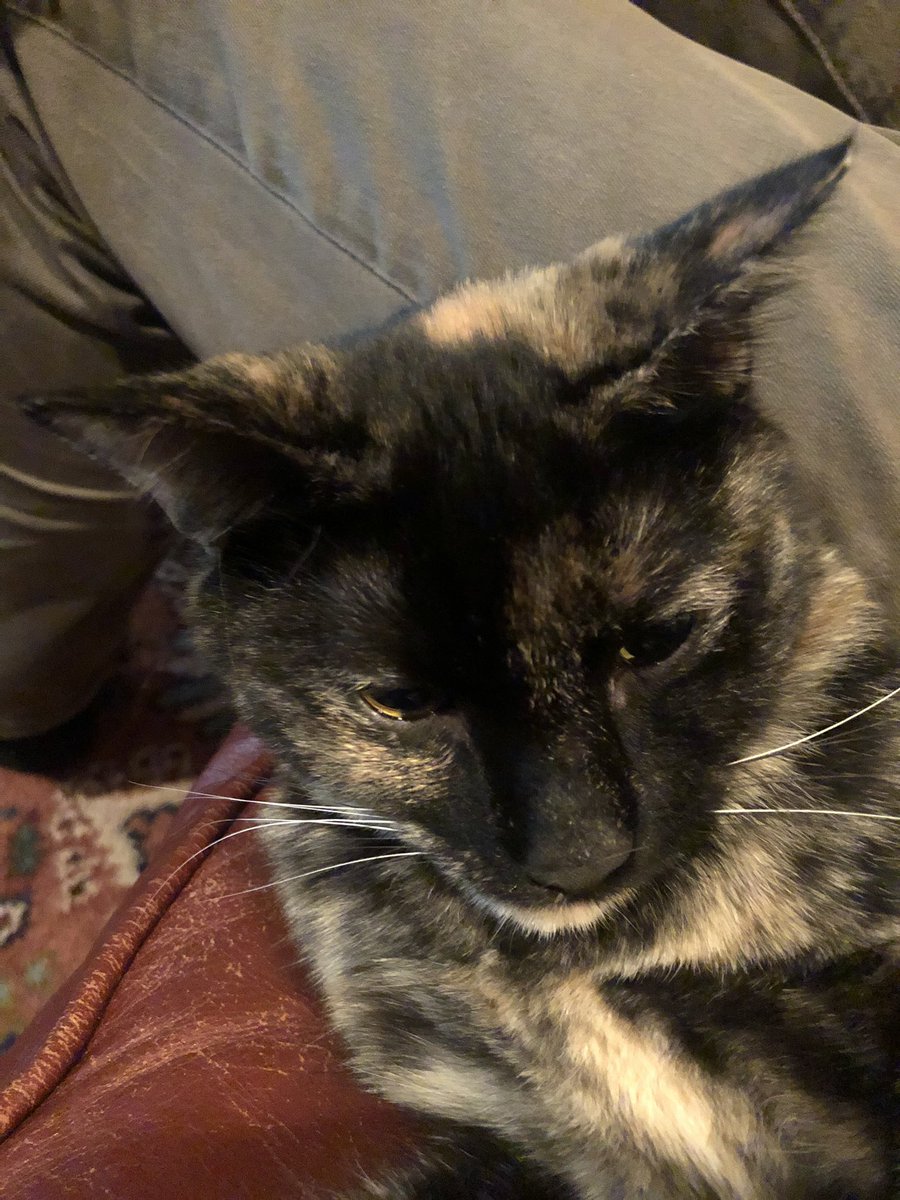 Bellatrix_Luna1's tweet photo. Oh sorry I missed my 1 o’clock nap💤🙀 #cats_of_instagram #CatsofTwitter #bellatrix_luna1 https://t.co/uhuSKy0wSp