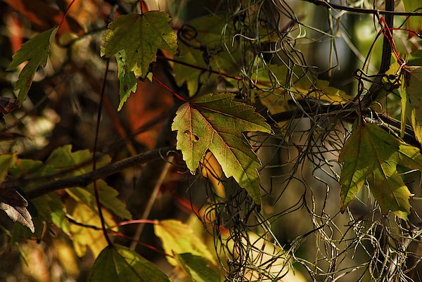adubspreview's tweet photo. New artwork for sale! - "Leaves in January" - https://t.co/SIB79sS344 @fineartamerica https://t.co/mZVhSiI896