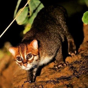 BigCatsWildlife's tweet photo. The very cute ๐ Flat-Headed cat is a small wild cat native to Asia.
Conservation status Endangered with only 2,500 mature individuals in the wild with small subpopulations of no more than 250 adults.
#Flatheadedcat #wildcats #thailand #Malaysia #Borneo #Sumatra #indonesia #asia https://t.co/jClfBBbviQ