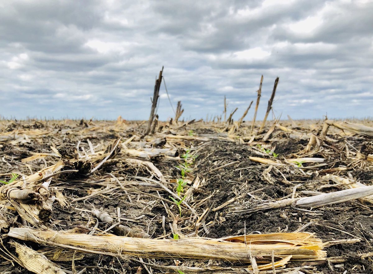 agrifoodsaust's tweet photo. 2019 mungs up in 3days #JadeAU #mungbean #Macalister https://t.co/Dhp4y6puvK