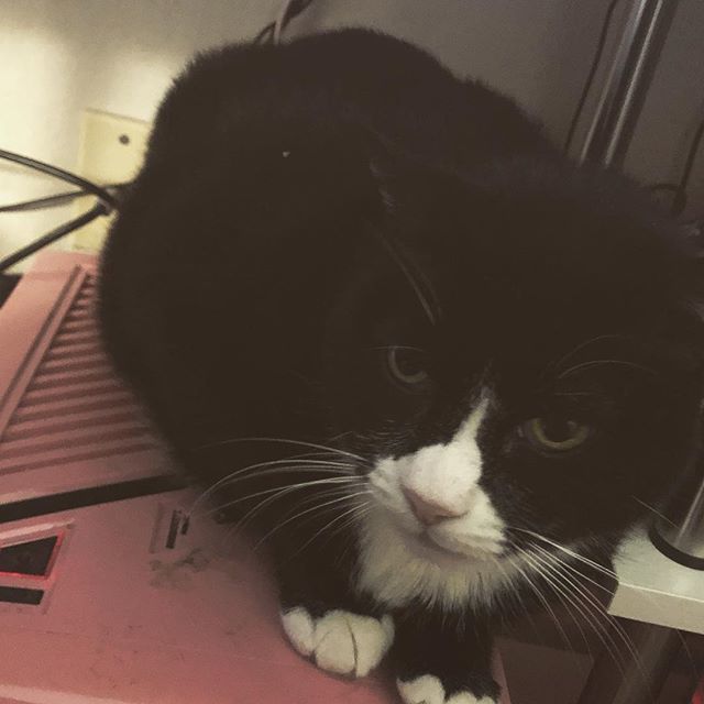 leaena's tweet image. I built a new computer desk and now all Isaac wants to do is sleep on top of my computer... #pinkcomputer #tuxedocat #catsofinstagram bit.ly/2M0Cf8R