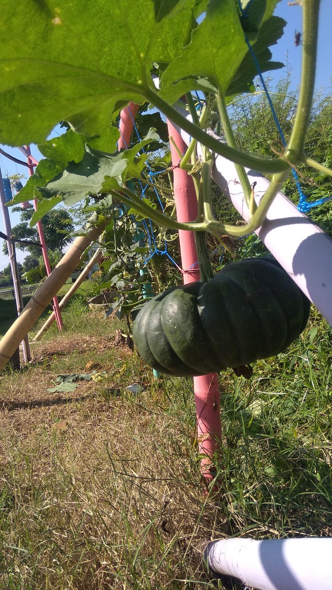 GamerIklim's tweet photo. Progres kampung iklim RW 09 Kel. Gamer Kota Pekalongan cc: @ProKlim_KLHK  @dlhkjatengCybex https://t.co/LZu3FBxni1
