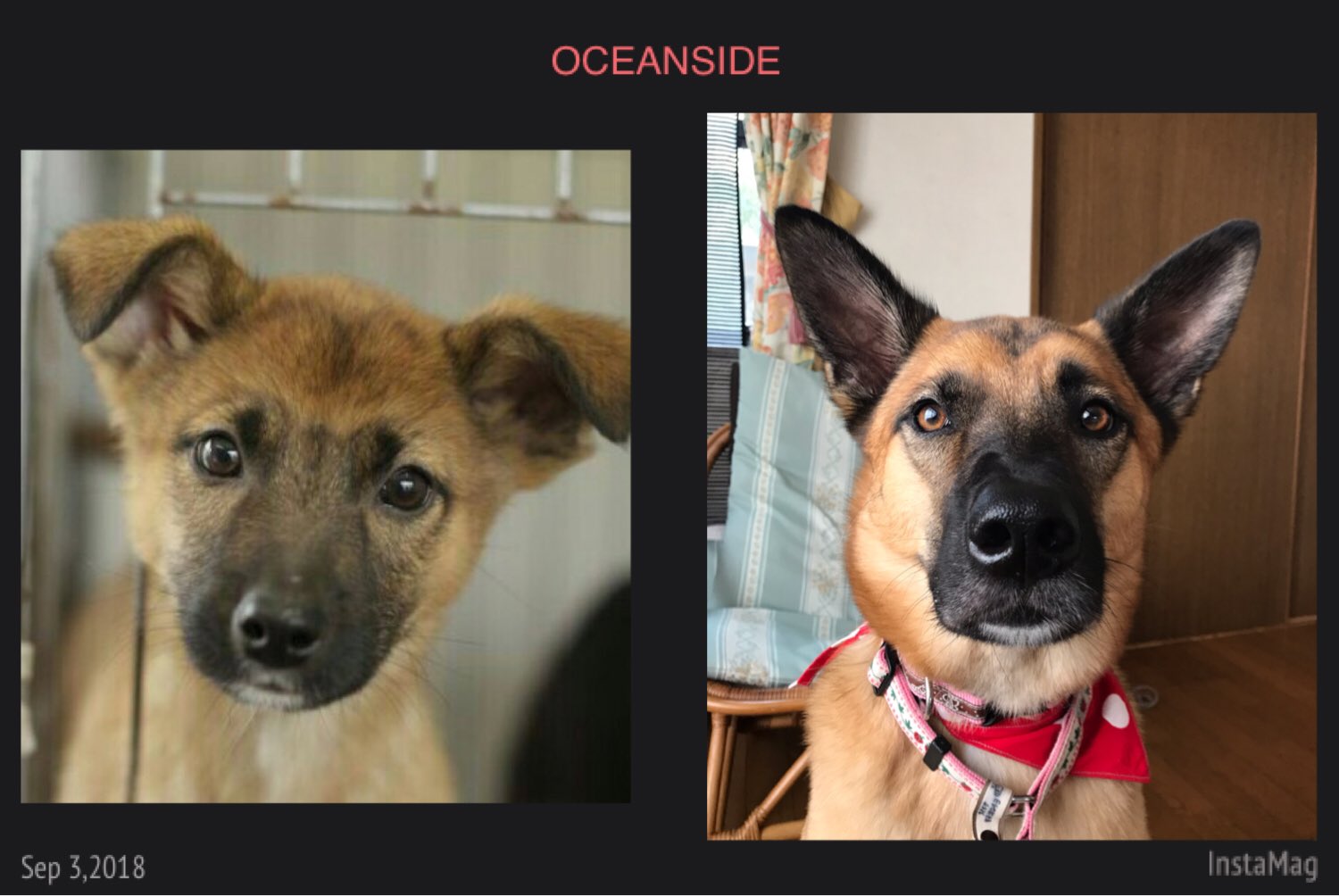 スパイク 雑種犬 劇的ビフォーアフター T Co Urpwyeveh9 Twitter
