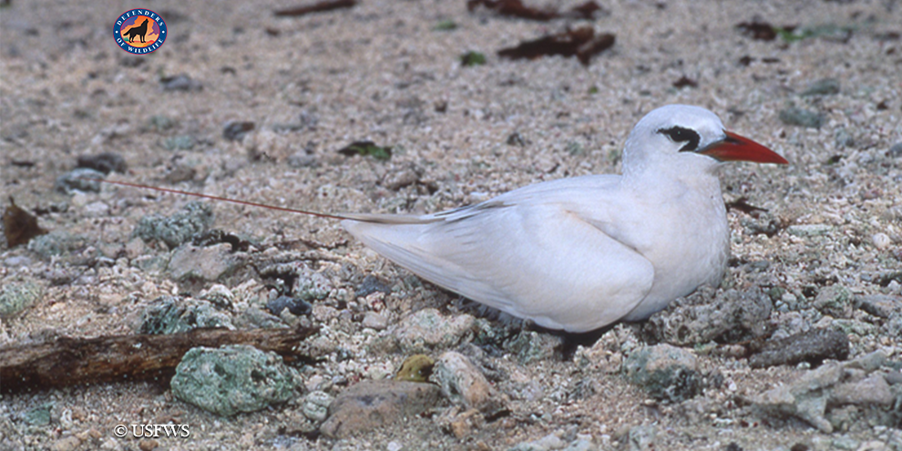 Defenders's tweet photo. Happy 10th anniversary #RoseAtoll Marine National Monument! Over 97% of nesting seabirds in American Samoa rely on Rose Atoll. We will continue to fight for it & other park sites, so they can be celebrated for decades to come. #MonumentsForAll #RoseTurns10 #blueparks https://t.co/9jhqDxNqt8