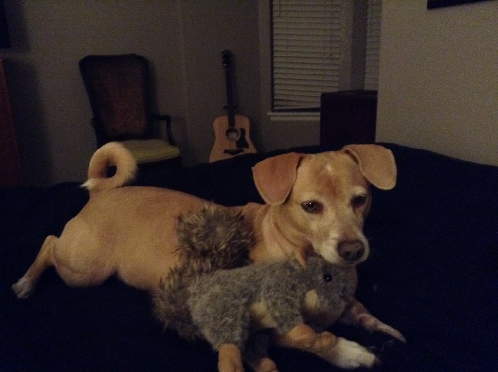 JoRa2272's tweet photo. It's a squeaky sound.  Squirrel!!!! https://t.co/psUssARjXs