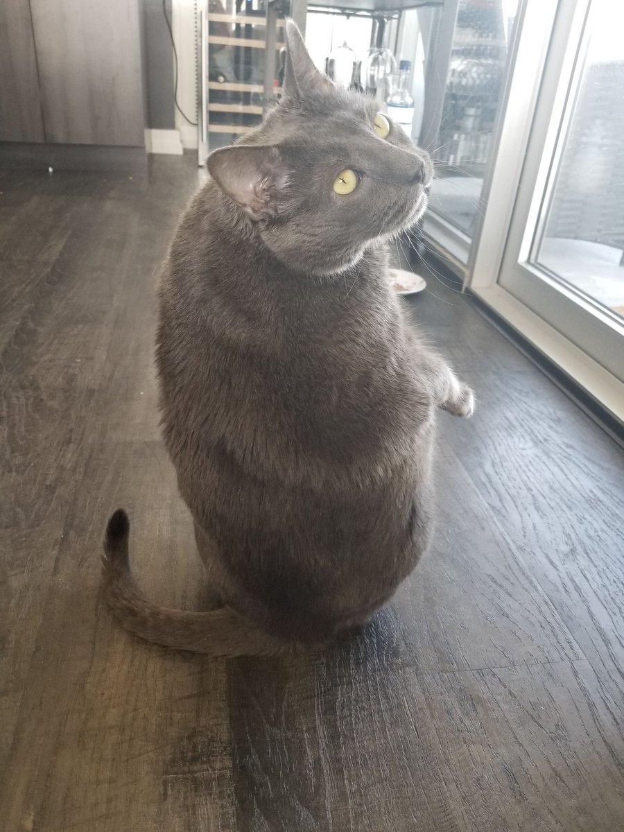Bruno the fat best sale cat