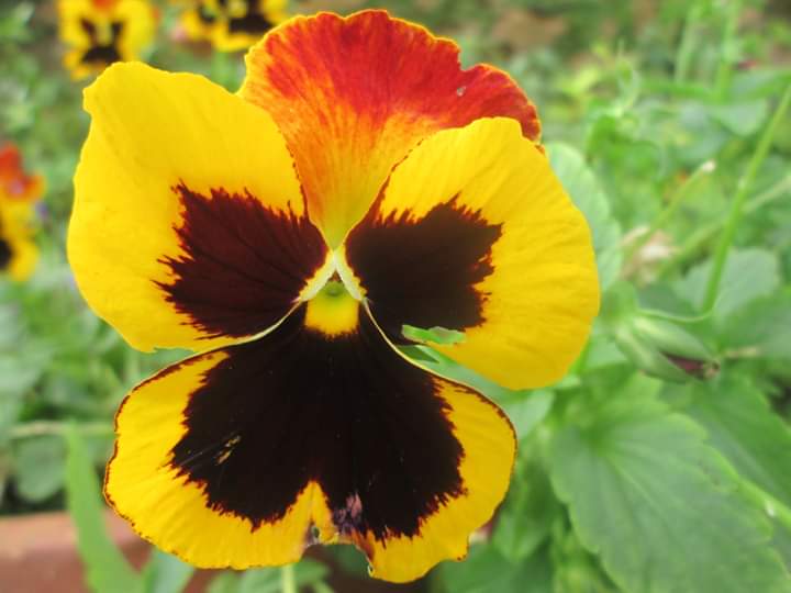 JobySeb89572549's tweet photo. Greetings!!!!
Good morning all !!!!!!!!

#travelphotography
#travelblogger #travelblog #Tourism #Kerala #Munnar #Keralatourism  #instagood #IncredibleIndia  #Keralatourism  #munnarresorts  #exploremunnar  #GooglePhotos #photography https://t.co/C4ar3n8Ilj