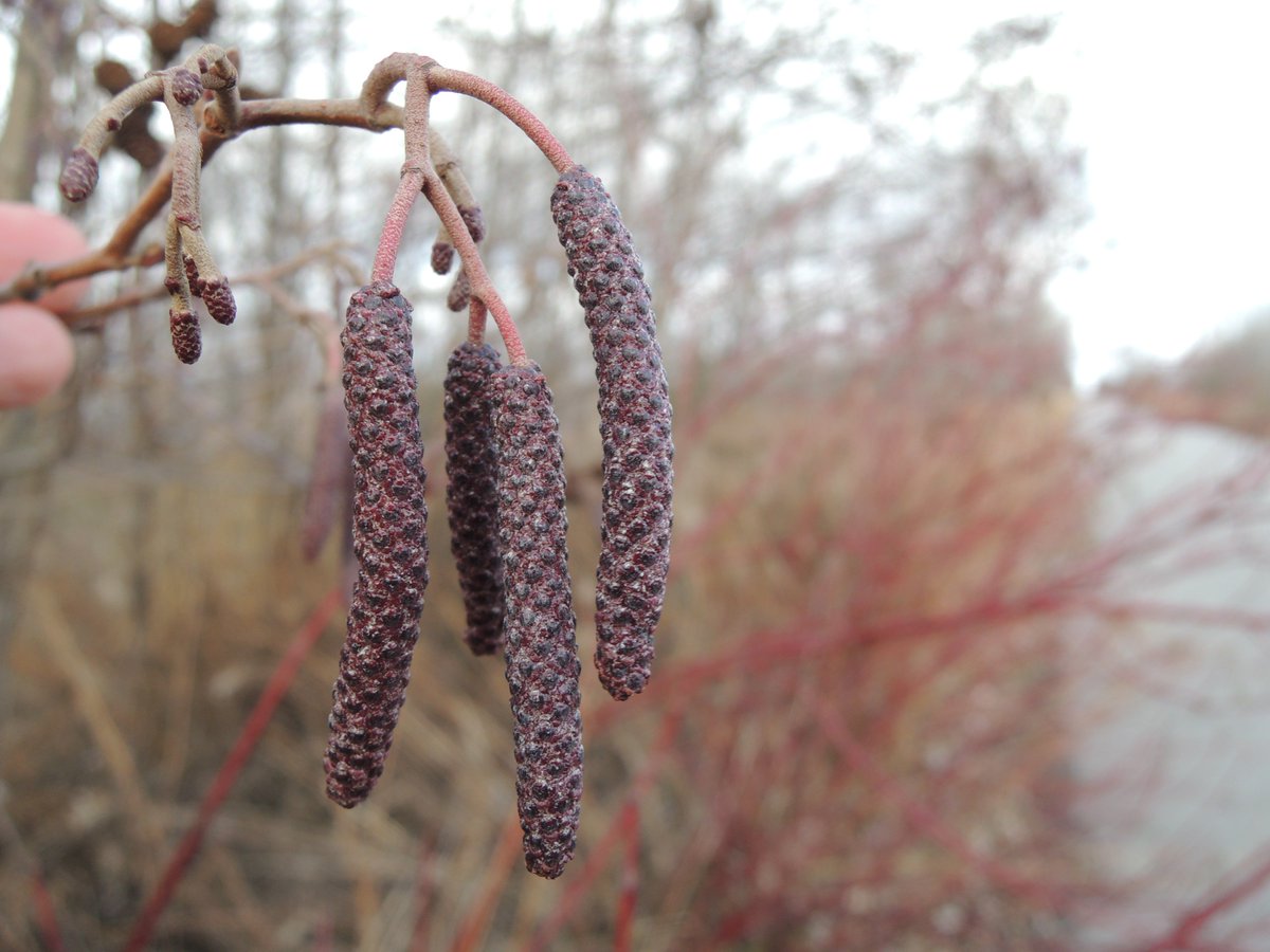 Who said winter was gray and dull? SO many colours to be found in nature! <a href="/TRCA_TTP/">Tommy Thompson Park</a> #urbannature #coloursinnature #natureart #TorontoNature #NatureTO #TOparks #parkTO #getoutside #exploring