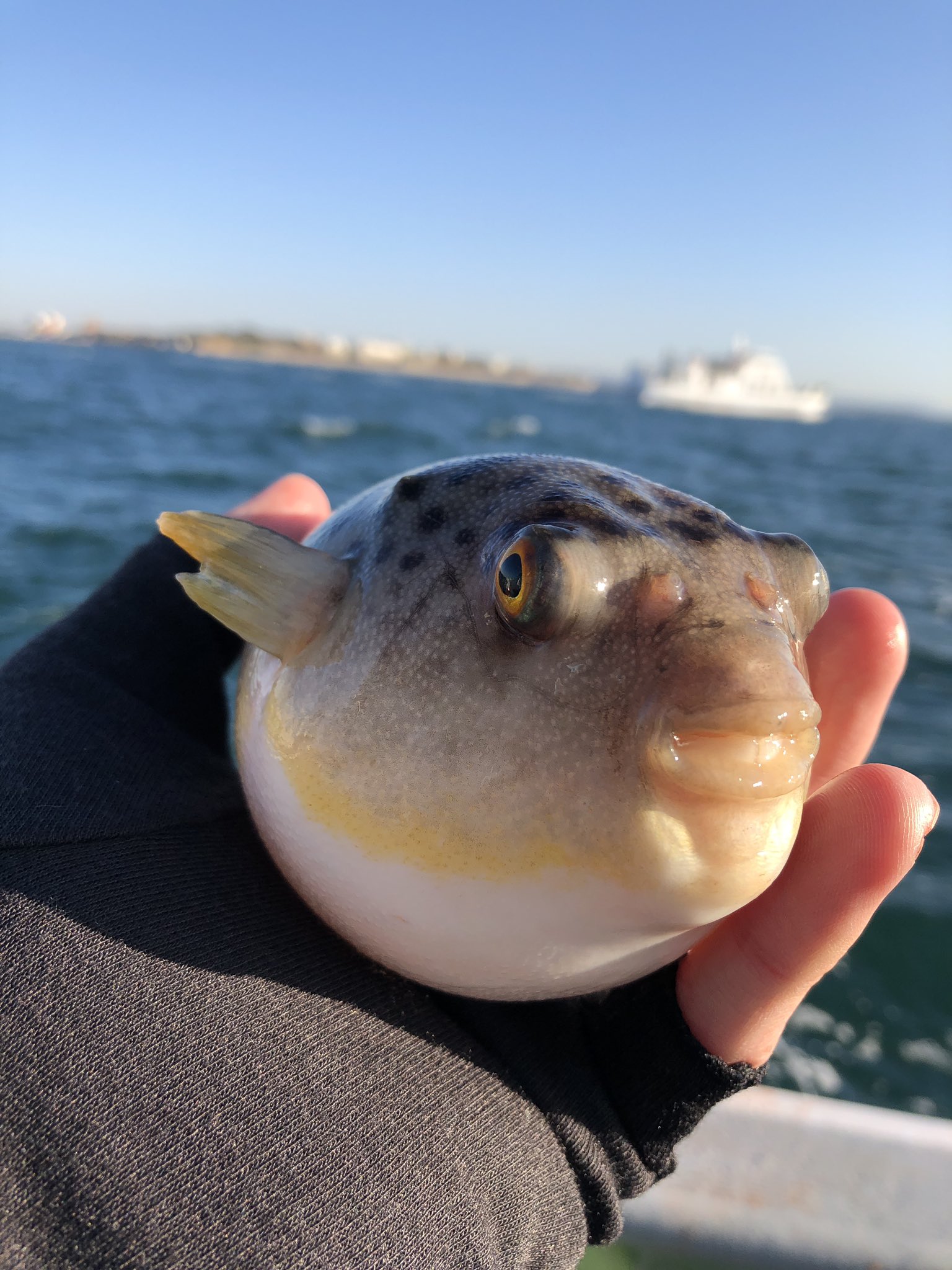 かねこ きまぐれクック 新年初釣りは幸先バッチリでした フグのカットウ釣りに挑戦しました いやー奥が深い釣りでした 食べる分だけ釣ったら あとは寝る これがきまぐれスタイル おやすみ T Co U7h87myt2w Twitter