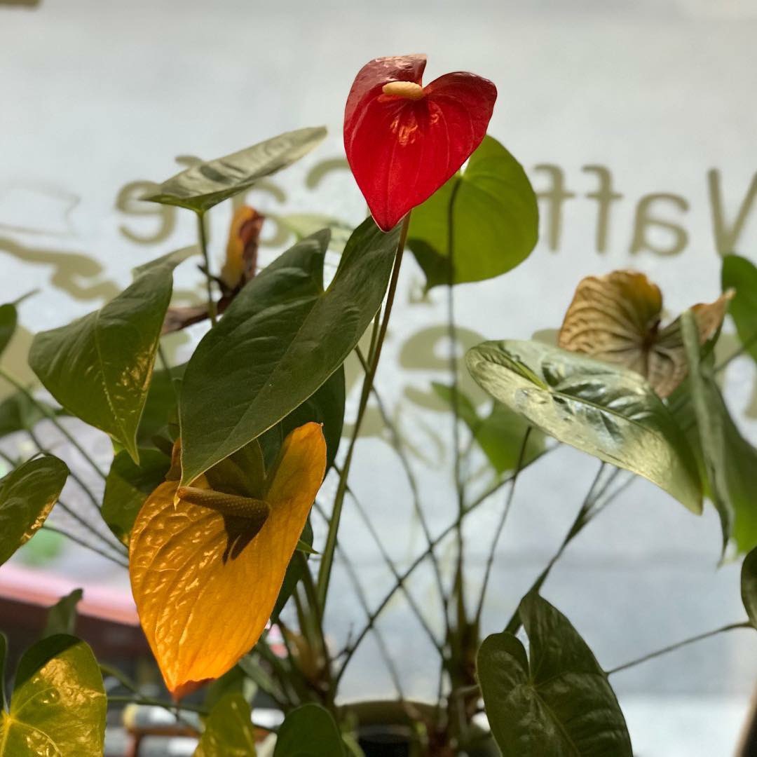 Monkey Pod Monkey Pod315 Twitter