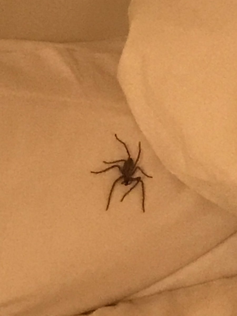 TiagoMontiiel's tweet photo. Rt o te aparece una araña en la cama como a mi https://t.co/wSEHgAxCQD