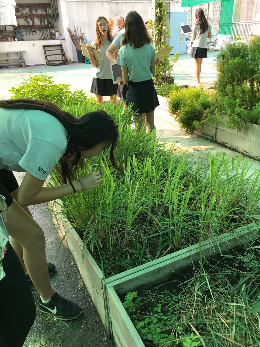 MissJLacey's tweet photo. #NISTis exploring factors that affect the growth of different populations of plants in the #rooftopgarden @Y10NIST @NISTSchool #LookingForLearning https://t.co/vpFFcBj4iH