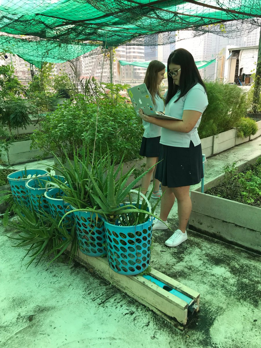 MissJLacey's tweet photo. #NISTis exploring factors that affect the growth of different populations of plants in the #rooftopgarden @Y10NIST @NISTSchool #LookingForLearning https://t.co/vpFFcBj4iH