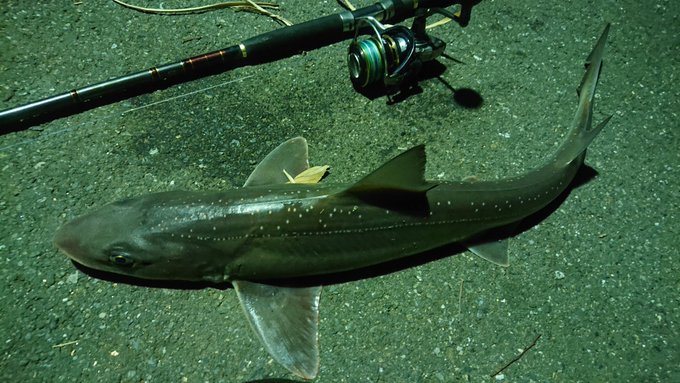 ホシザメの特徴 見分け方 写真から探せる魚図鑑