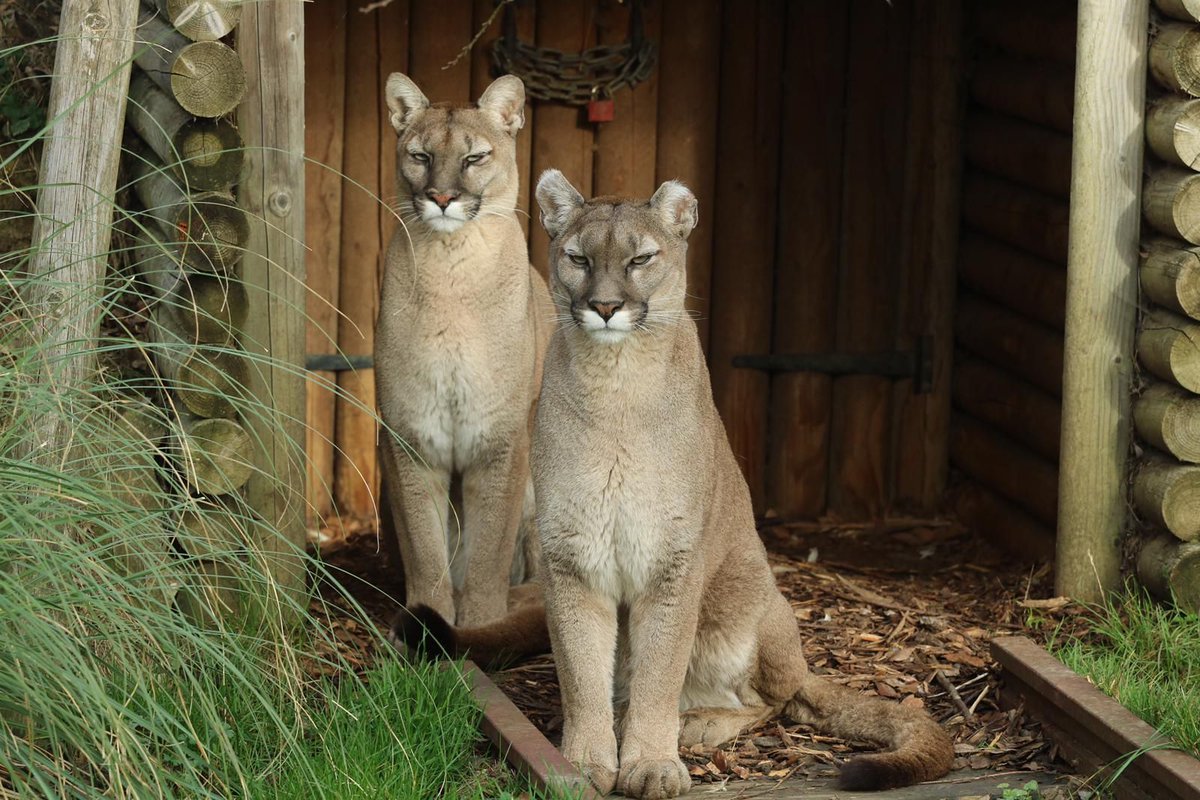#BCSDidYouKnow #Pumas have more names associated with them than any other mammal? The most common being #puma, #mountainlion, #cougar, and #catamount, however, they have also been known as #ghostcats or #shadowcats
📸 Volunteer Nicky for this pic of our Puma sisters, Vik & Val.