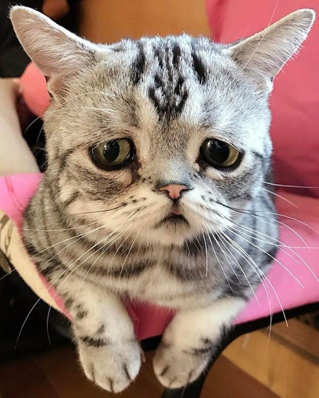 Открытки днем, грустный смешные картинки