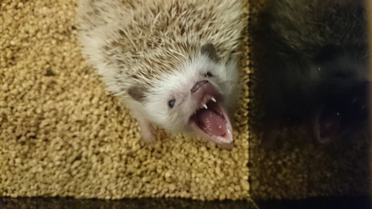 倉敷 桃はりぃ やっとハリネズミがあくびしてる 写真が撮れた って思ったけど 凄くホラーな感じになっちゃった T Co Sq8kmynpvt Twitter