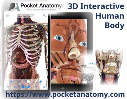 MedGizmo's tweet photo. Pocket Anatomy (2018) 3D Interactive #HumanBody https://t.co/ImIojioj2z #learnmedicine #Anatomy #health #body #MedEd #studyresources #medicalresource #studytool #edtech #elearning #mlearning https://t.co/azvMgBYcLM