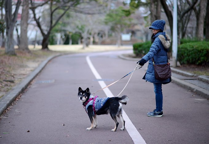 犬のダブルリードのやり方 切れた 外れた 脱走したを防ぐ リードの2本使いで備えましょう まつごろう王国
