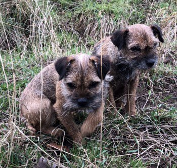 MissingPetsGB's tweet photo. 🐕🐕 border terrier Beetle has gone #missing with her mother Ruby in Teviot Smokery near #Kelso #Scotland #TD8 on 28 Dec
Possibly #sighted Hobberlaw Farm near #Alnwick
Prev sightings near #Rothbury
Ruby and Beetle have their own FB group #BTPosse
https://t.co/SLbOcymXm2 https://t.co/goqKMaVxMO
