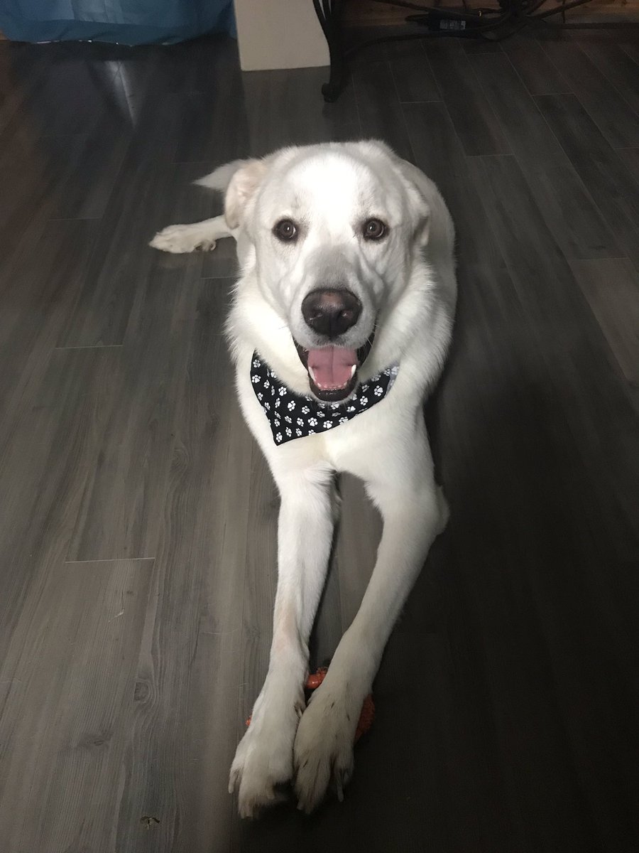 b_stoner_'s tweet photo. Just look at this sweet puppy face 🐶 https://t.co/qwd9NJdgrM