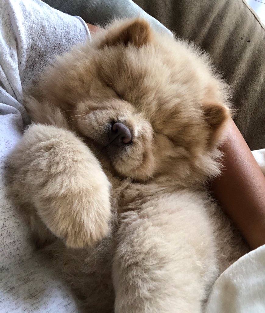 MrklMrkts's tweet photo. Which dog is cuter? Nova or Malibu? https://t.co/yGzrHDaKuP