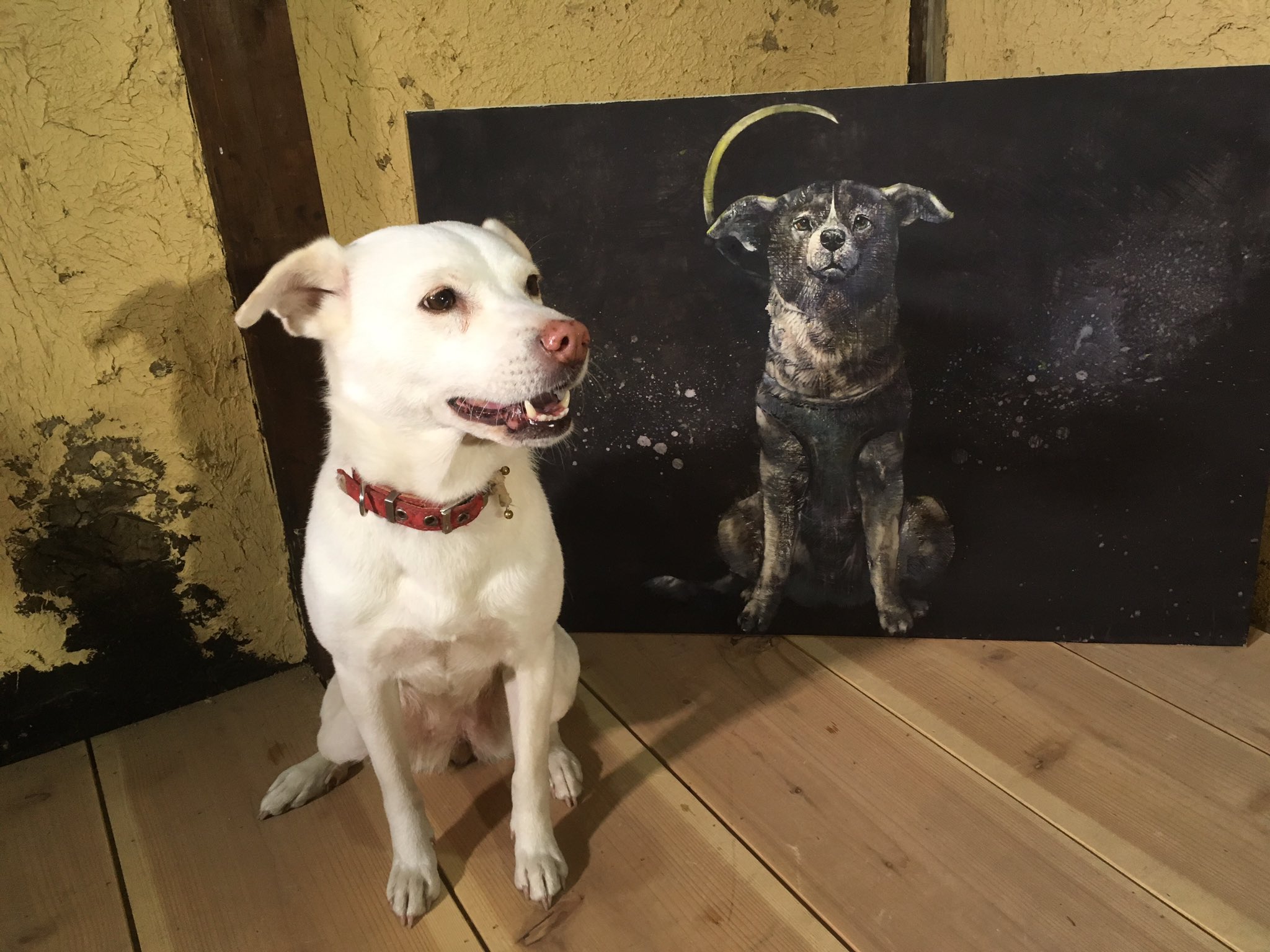 تويتر はしもとみお على تويتر ロシアから宇宙へ行った犬 ライカ犬クドリャフカ 彼女の肖像彫刻にようやくとりかかる 今日はスケッチをしました 宇宙空間にいるクドリャフカ どうにか彫刻を完成させて 地球へおかえりと 頭を撫でたい T Co